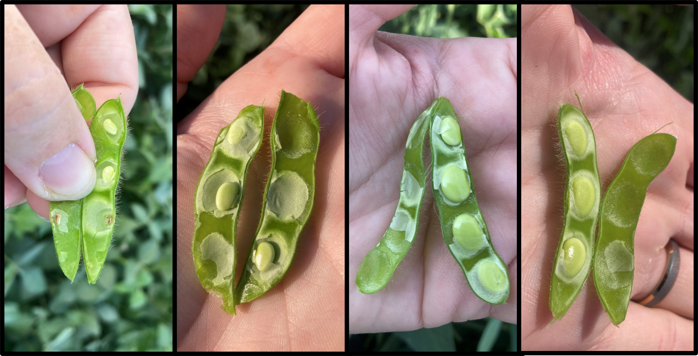 Soybeans at various phases of R5.
